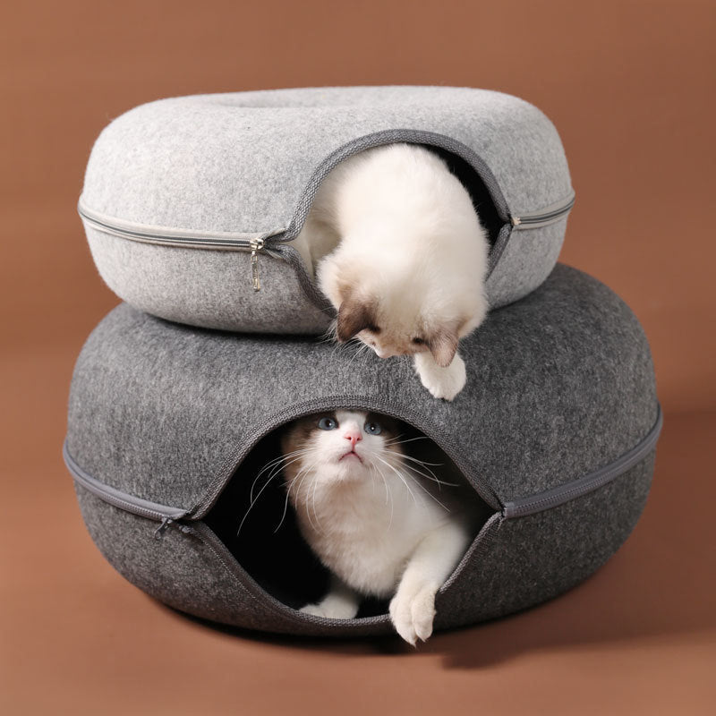 cattasaurus-sec-sturdy.jpg